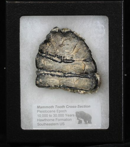 Mammoth Molar Slice - South Carolina #40092